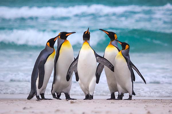 Giải mã giấc mơ thấy chim cánh cụt mang ý nghĩa gì 1