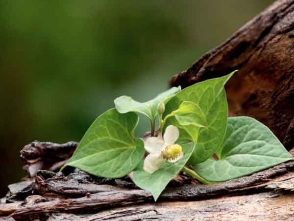 diếp cá được biết đến với khả năng thanh nhiệt, giải độc, kháng viêm