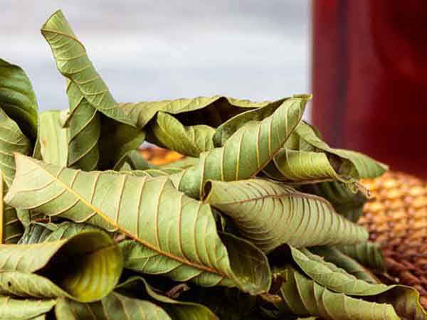 Lá ổi có nhiều công dụng đối với sức khỏe