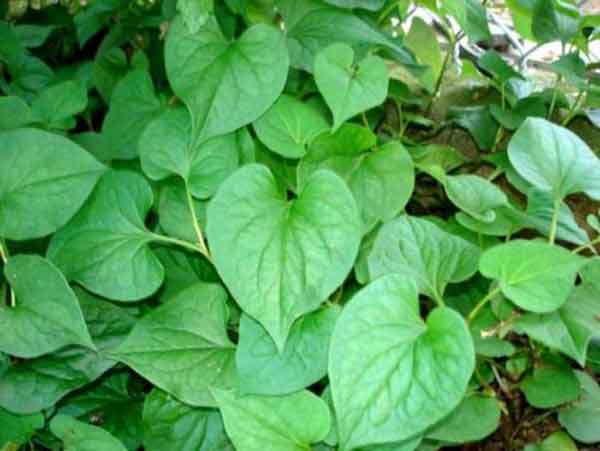 Diếp cá có tính kháng viêm mạnh, giúp giảm sưng tấy và viêm nhiễm do giãn tĩnh mạch