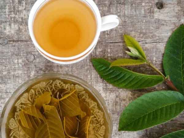 Uống nước lá ổi có tốt cho gan không?