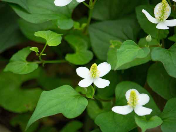 Xông hơi bằng diếp cá giúp thư giãn và làm tăng cường tuần hoàn máu