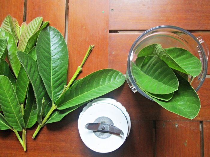 Thành phần dinh dưỡng trong lá ổi