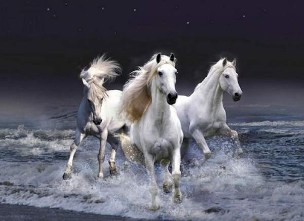 Hé lộ con số cát lành tuổi Canh Ngọ 21/11/2025 - Số 04