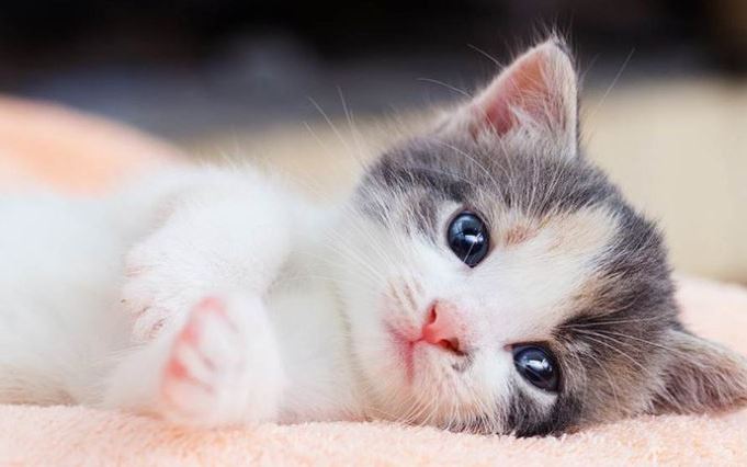 Xem tử vi tuổi Mão ngày 3/12